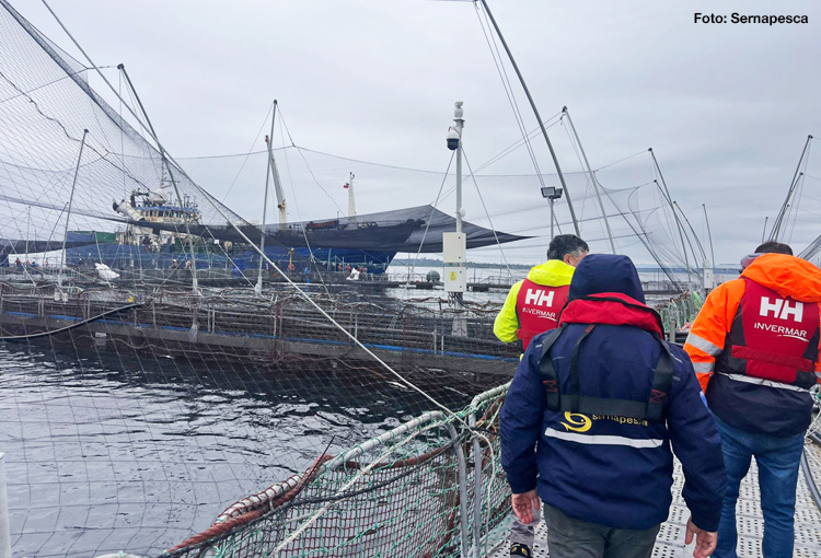 Chiloé: controlan emergencia causada por muerte de 283 toneladas de salmones en centro de cultivo