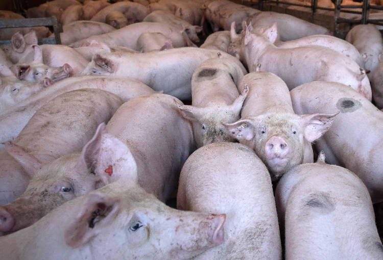 Consejo de Ministros aprobó norma que regula la emisión de olores en los planteles porcinos