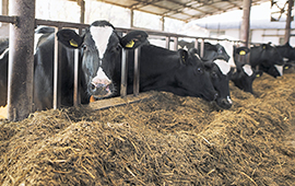 Buscan reducir el impacto ambiental del ganado bovino de leche usando plantas forrajeras