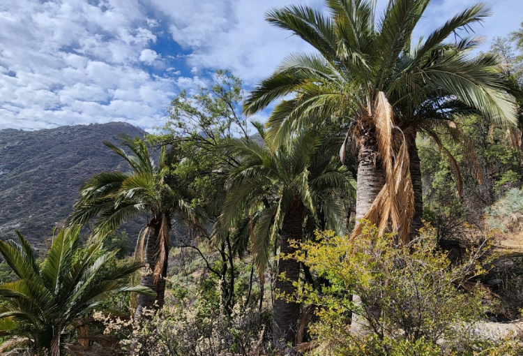 Refuerzan protección de la palma chilena y otras especies amenazadas por el comercio internacional
