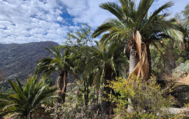 Refuerzan protección de la palma chilena y otras especies amenazadas por el comercio internacional