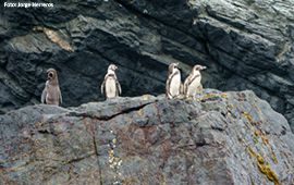Ministros aprueban norma más estricta para el NO2 y plan para proteger al pingüino de Humboldt