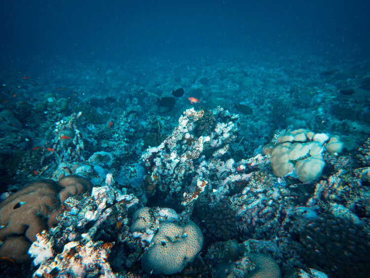 Estudio U. de Chile advierte los desafíos ambientales y sociales que plantea la minería submarina