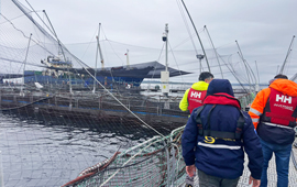 Chiloé: controlan emergencia causada por muerte de 283 toneladas de salmones en centro de cultivo