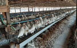 Inician proceso sancionatorio contra empresa avícola tras múltiples denuncias por malos olores