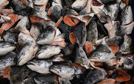 Informan nuevo evento de mortalidad masiva de salmónidos en el Seno de Reloncaví 