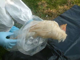 Actualizan instructivo del SAG para el manejo de carcasas de avifauna en proyectos con RCA