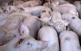 Consejo de Ministros aprobó norma que regula la emisión de olores en los planteles porcinos