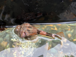 Microplásticos y aumento de temperaturas alteran las respuestas celulares de peces antárticos