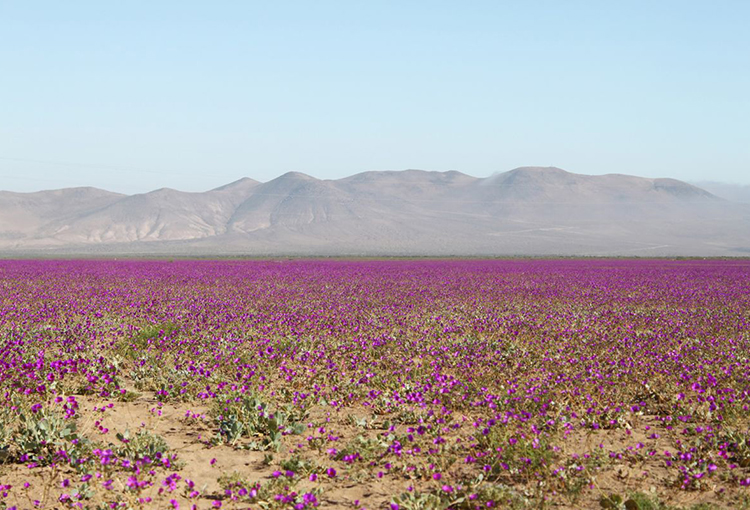 SMA instruyó a proyectos de energías renovables adoptar acciones para resguardar el Desierto Florido