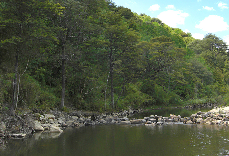 Acuerdos de Producción Limpia contribuyen al manejo sustentable del bosque nativo en el Maule