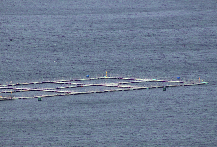 Denuncian que salmonera AquaChile produce miles de toneladas sin permiso ambiental en áreas protegidas