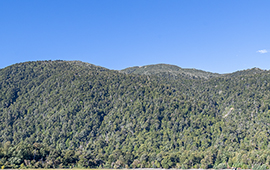 500 mil hectáreas de bosque nativo ha perdido la zona centro-sur en las últimas dos décadas