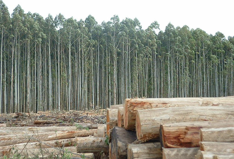 Científicos piden aprobar proyecto que incorpora a las plantaciones forestales en el SEIA