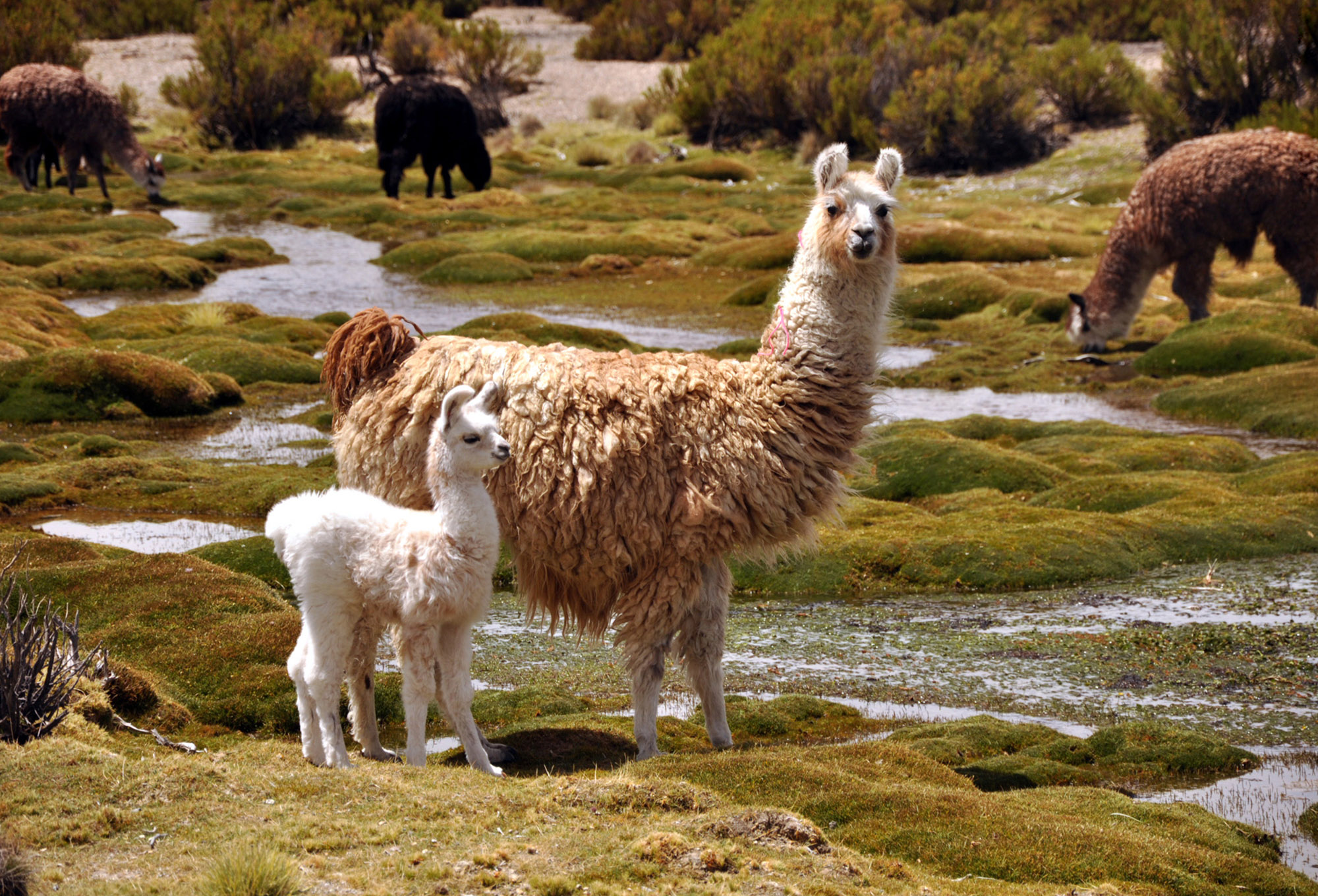 En Pro de la Biodiversidad