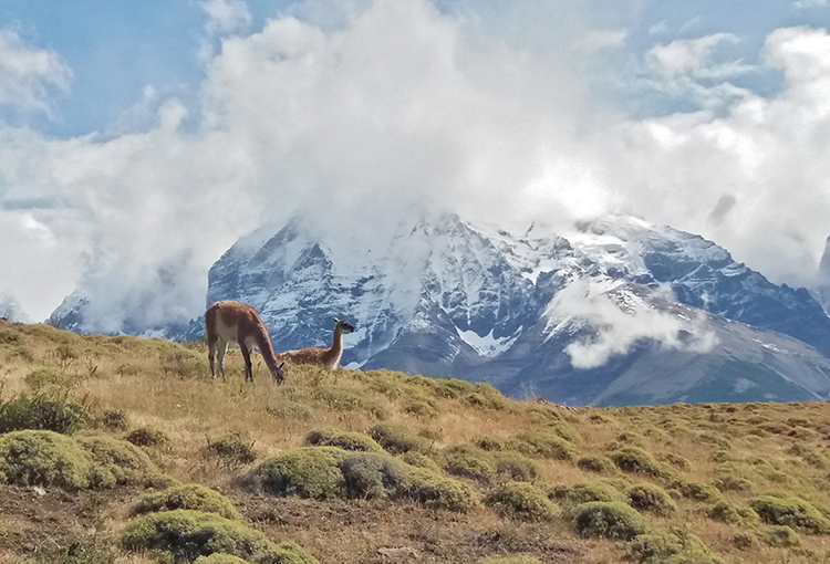 SMA dicta instructivo para estandarizar los reportes en materia de biodiversidad