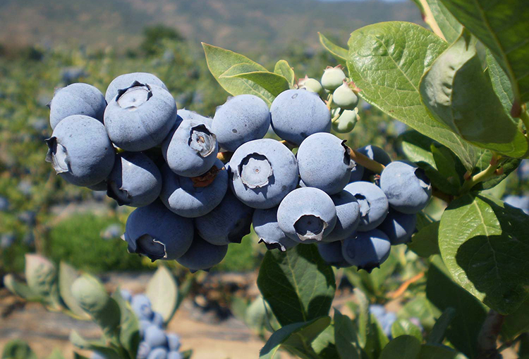 Uso de microalgas permitirá la primera plantación de arándanos en suelos áridos de Chile