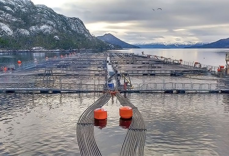 Tribunal Ambiental desestimó revocación de la RCA de centro de salmones de Nova Austral