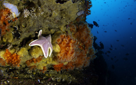 Marco de Bonos Vinculados a la Sostenibilidad suma KPI ligado a la protección de biodiversidad