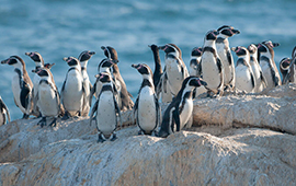 Ministerio del Medio Ambiente abre fondo de $110 millones para censo nacional del pingüino de Humboldt