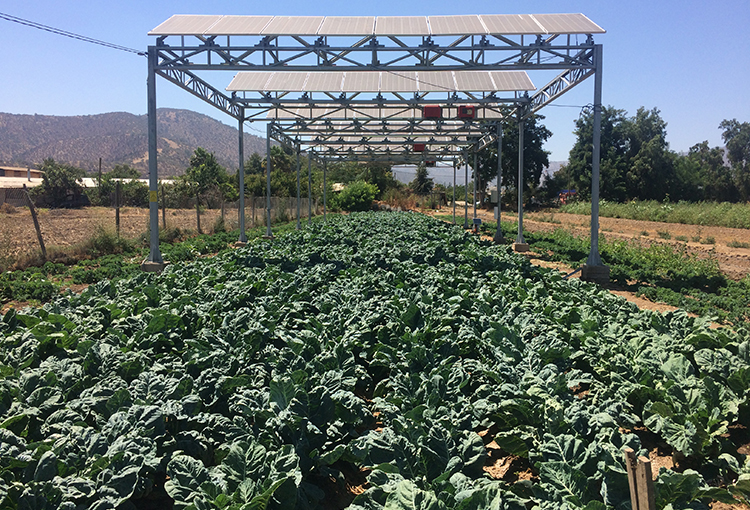 Publican manual de sistemas agrivoltaicos para afrontar déficit hídrico en sector agroalimentario
