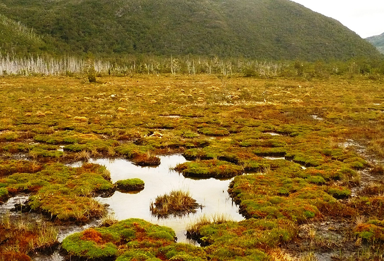 Protección de turberas: proyecto de ley está a un paso de ser despachado por el Congreso