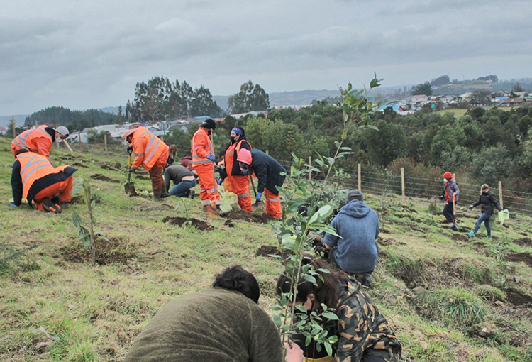 Despliegan acciones de compensación ambiental en la isla grande de Chiloé 