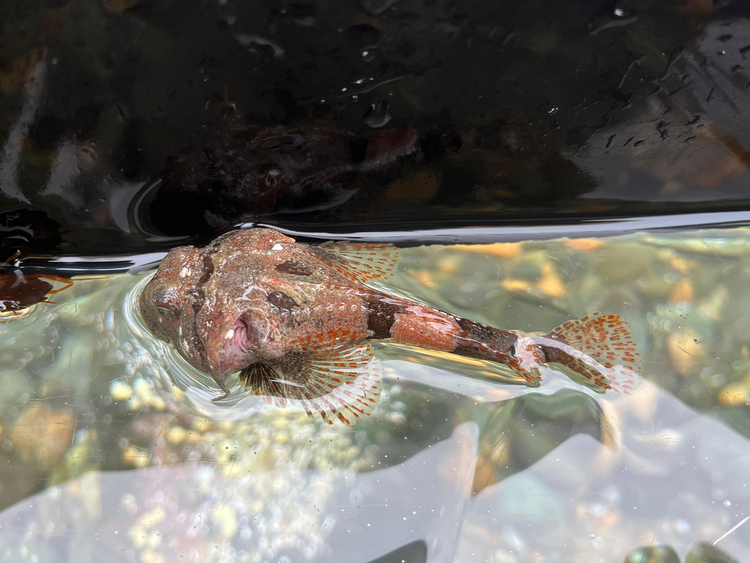 Microplásticos y aumento de temperaturas alteran las respuestas celulares de peces antárticos