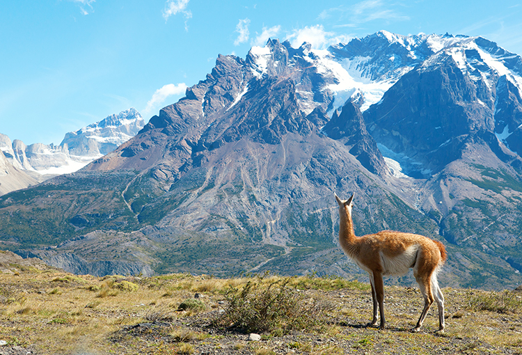Bajar la huella ecológica reduciría impacto del cambio climático en biodiversidad chilena