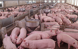 Entró en vigencia norma que regula emisión de olores en planteles porcinos