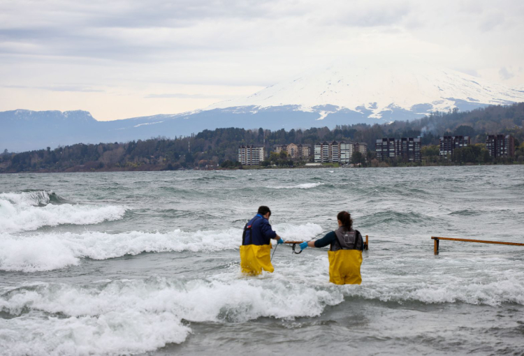 Plan de descontaminación del Lago Villarrica entró en vigencia: reducir el fósforo es su objetivo central