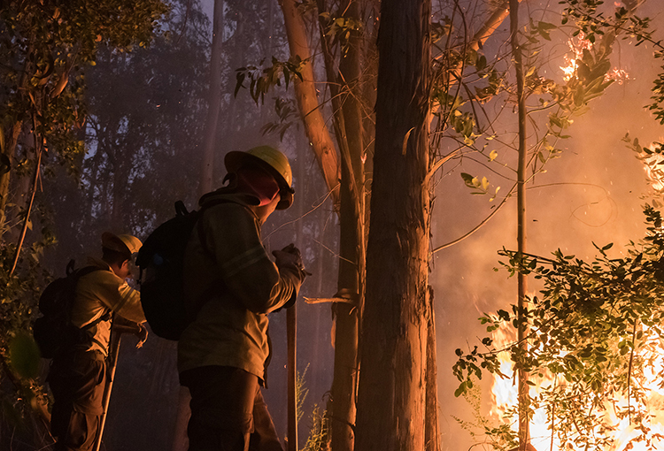 Desarrollan red de sensores para anticipar un incendio forestal hasta en 12 minutos