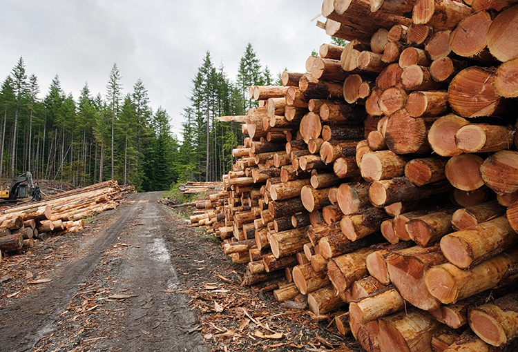 Aprobado en general texto que establece ingreso de proyectos de explotación forestal al SEIA