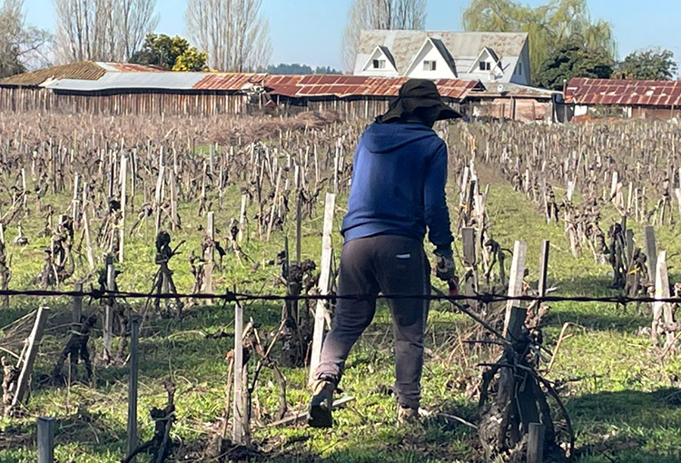 Producción vitivinícola del Valle de Itata apuesta por la sustentabilidad para ser más competitiva