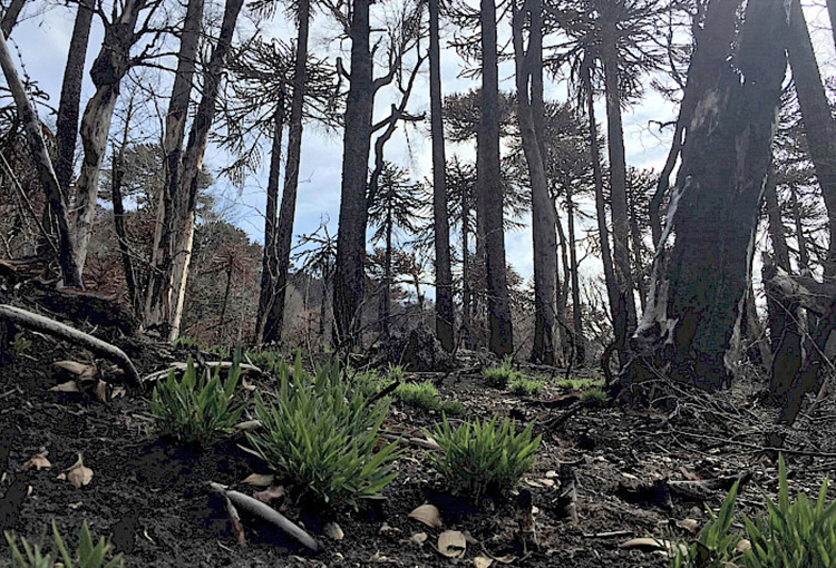 ¿Cómo afectan los incendios forestales a los bosques de araucarias y su biodiversidad?