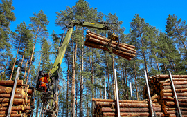 Industria forestal chilena toma ventaja ante próxima exigencia europea de deforestación cero