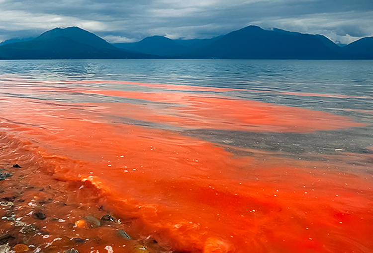 Avance del cambio climático favorecerá el desarrollo de eventos de marea roja en la Patagonia chilena