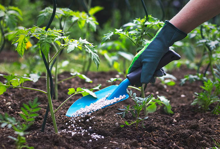 Estudio busca recuperar fósforo desde aguas residuales para producir fertilizante agrícola