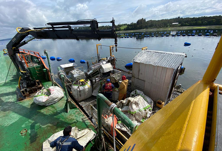 SMA requiere evaluación ambiental a once centros de cultivo de mitílidos en Los Lagos