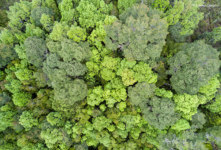 Bosques y suelos del sur de Chile: “campeones mundiales” en almacenamiento de carbono