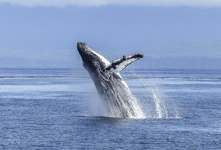 Definen 14 áreas importantes para la conservación de mamíferos marinos en Chile