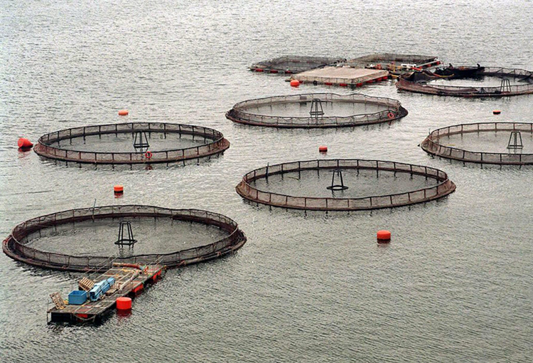 Empresas productoras abordan el potencial asilvestramiento de salmones en medio acuático