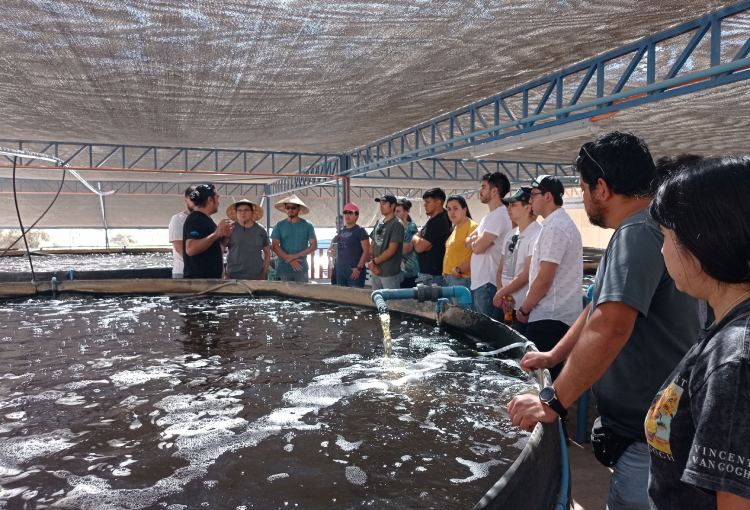 Con energía solar impulsan producción agrícola y acuícola en el norte de Chile