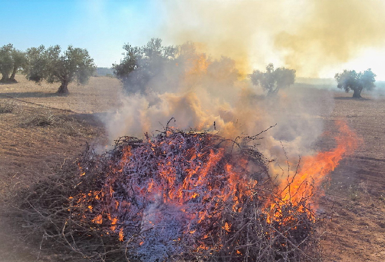 Mantienen prohibición de quemar desechos agrícolas o forestales en seis regiones 