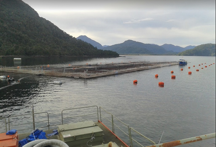 SMA formuló cargos contra planta salmonera ubicada dentro de parque nacional en Aysén
