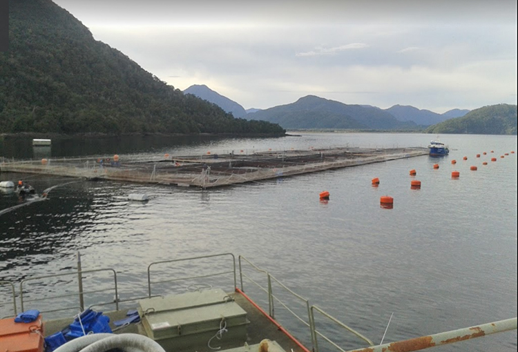 Abren procesos sancionatorios contra dos salmoneras por sobreproducción en Aysén y Magallanes