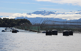 Denuncian 95 casos de sobreproducción de salmones en reservas nacionales sin sanción de la SMA