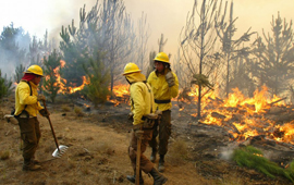 Proyecto de ley para prevenir incendios forestales: comisión mixta resolverá últimas tres diferencias