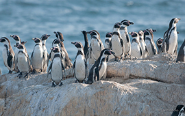 Ministros declaran al pingüino de Humboldt como Monumento Natural para aumentar su protección