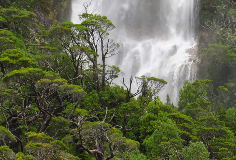 Estudio estima valor económico de US$ 4.498.361 anuales de ecosistemas en Aysén